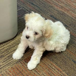 Meet your Posher, Eva